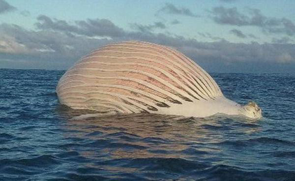 At first, Bunbury fisherman Mark Watkins thought it was a boat, then maybe a hot air balloon.  But on closer inspection, there was no mistaking the inflated mass was a dead whale. - IMAGE TAKEN FROM FACEBOOK